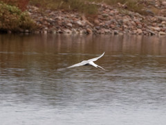 Sterna hirundinacea