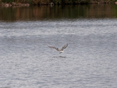 Sterna hirundinacea