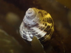 Acanthinucella