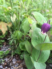 Clematis addisonii