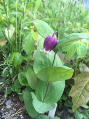 Clematis addisonii