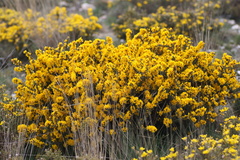 Ulex micranthus
