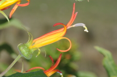 Siphocampylus nemoralis