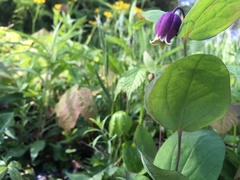 Clematis addisonii