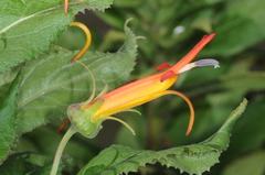 Siphocampylus nemoralis