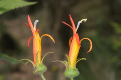 Siphocampylus nemoralis