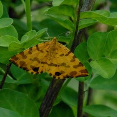 Pseudopanthera macularia