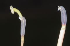 Siphocampylus nemoralis