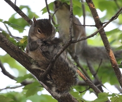 Sciurus carolinensis