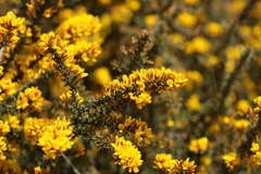 Ulex micranthus