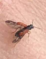 Anthocomus