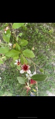 Feijoa