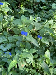 Commelina communis