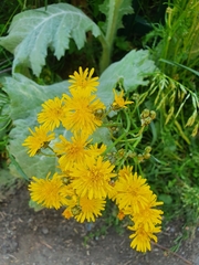 Crepis vesicaria