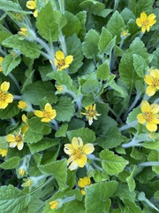 Chrysogonum