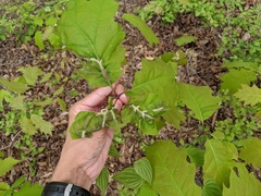 Macrodiplosis niveipila