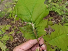 Macrodiplosis niveipila