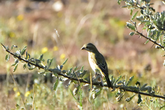 Crithagra flaviventris