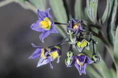 Solanum endoadenium