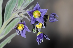 Solanum endoadenium