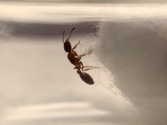 Leptothorax acervorum