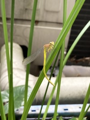 Ceriagrion melanurum