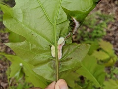 Macrodiplosis niveipila