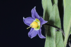 Solanum endoadenium