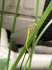 Ceriagrion melanurum