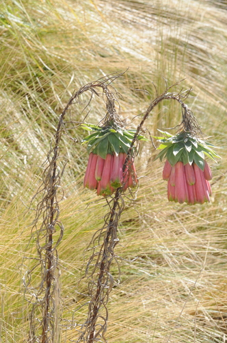 Bomarea macrocephala (Bomarea macrocephala)