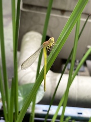 Ceriagrion melanurum