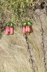Bomarea macrocephala