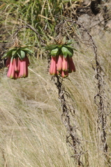 Bomarea macrocephala
