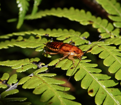 Celatoblatta undulivitta