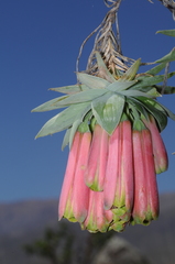 Bomarea macrocephala