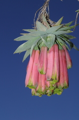 Bomarea macrocephala