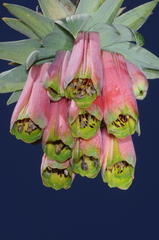 Bomarea macrocephala