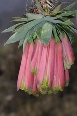 Bomarea macrocephala