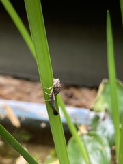 Ceriagrion melanurum