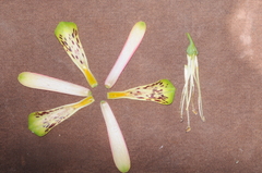 Bomarea macrocephala