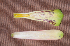 Bomarea macrocephala