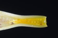 Bomarea macrocephala