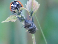 Prosternon tessellatum