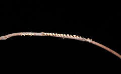 Scolypopa australis