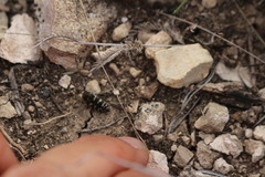 Acmaeodera bowditchi