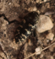 Acmaeodera bowditchi