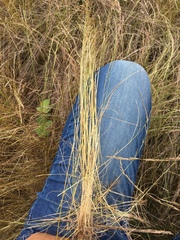 Deschampsia elongata