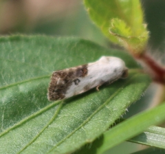 Ponometia phecolisca