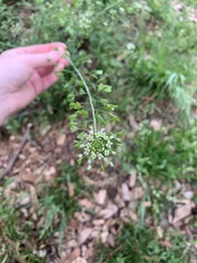 Capsella bursa-pastoris