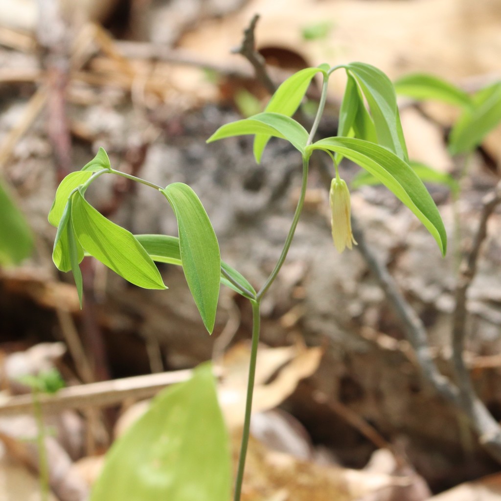 Sessileleaf bellwort (Uvularia sessilifolia)